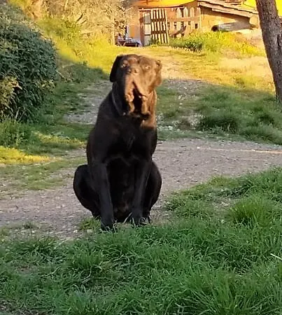 Poggio Delle Capre بيت ضيافة سان مينياتو